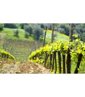 BOUTEILLE DE 75CL DE VIN ROUGE ROSSO DI MONTALCINO DOC 2021 DU DOMAINE VENTOLAIO