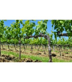 BOUTEILLE DE 75CL DE VIN ROUGE ROSSO DI MONTALCINO DOC 2021 DU DOMAINE VENTOLAIO