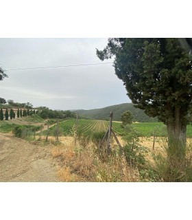 6 BOUTEILLES DE 75CL DE VIN ROUGE ROSSO DI MONTALCINO DOC 2021 DU DOMAINE VENTOLAIO