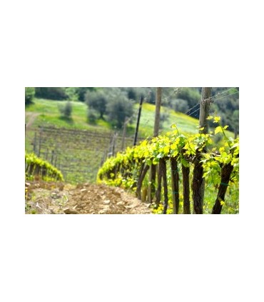 BOUTEILLE DE 75CL DE VIN ROUGE BRUNELLO DI MONTALCINO DOCG 2017 DU DOMAINE VENTOLAIO