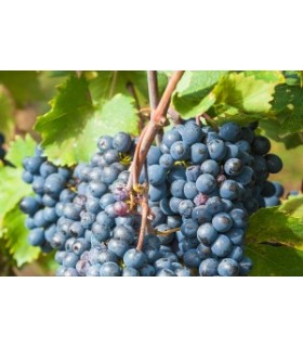 BOUTEILLE DE 75CL DE VIN ROUGE BRUNELLO DI MONTALCINO DOCG 2017 DU DOMAINE VENTOLAIO