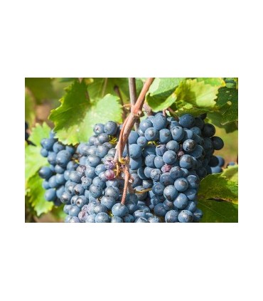 BOUTEILLE DE 75CL DE VIN ROUGE BRUNELLO DI MONTALCINO DOCG 2017 DU DOMAINE VENTOLAIO