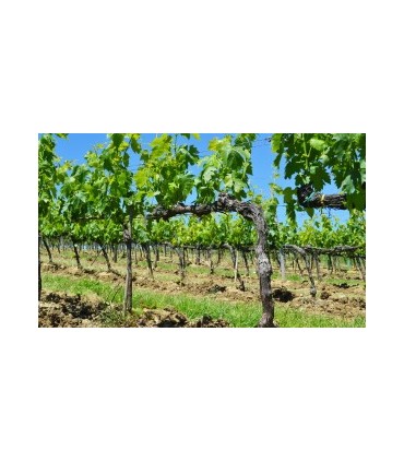 6 BOUTEILLES DE 75CL DE VIN ROUGE BRUNELLO DI MONTALCINO DOCG 2017 DU DOMAINE VENTOLAIO