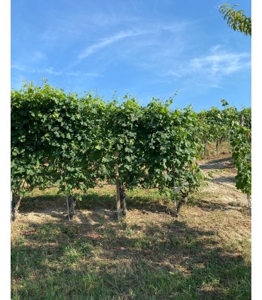 CARTON DE 6 BOUTEILLES DE 75CL DE VIN BLANC LANGHE ARNEIS D.O.C. 2021 DU DOMAINE RABAGLIO