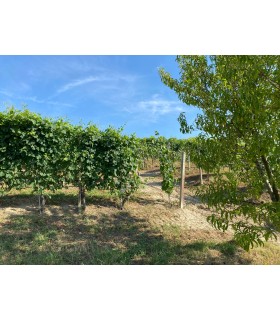 CARTON DE 6 BOUTEILLES DE 75CL DE VIN BLANC LANGHE ARNEIS D.O.C. 2021 DU DOMAINE RABAGLIO