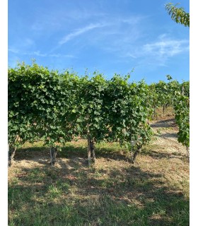 BOUTEILLE DE 75CL DE VIN ROUGE BARBARESCO "MERUZZANO" 2019 D.O.C.G. DU DOMAINE RABAGLIO