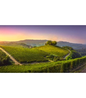 BOUTEILLE DE 75CL DE VIN ROUGE LANGHE NEBBIOLO "SIMANE" D.O.C 2020 DU DOMAINE REVERDITO